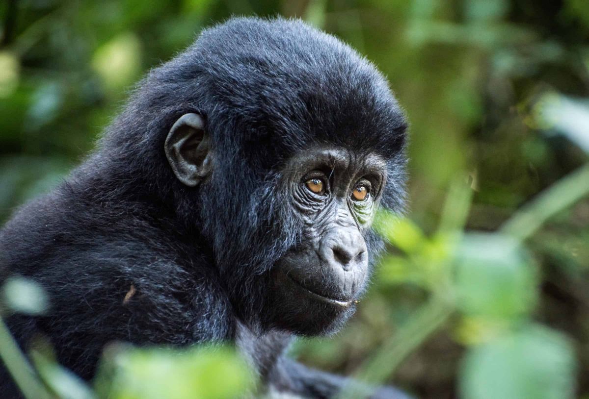 Infant mountain gorilla (Gorilla beringei beringei), Bwindi Impenetrable National Park, Uganda. Credit;PA