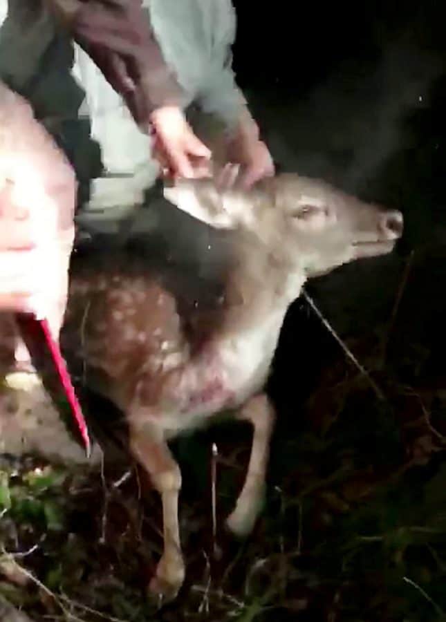 WARNING GRAPHIC: Two brothers convicted after deer stabbed repeatedly