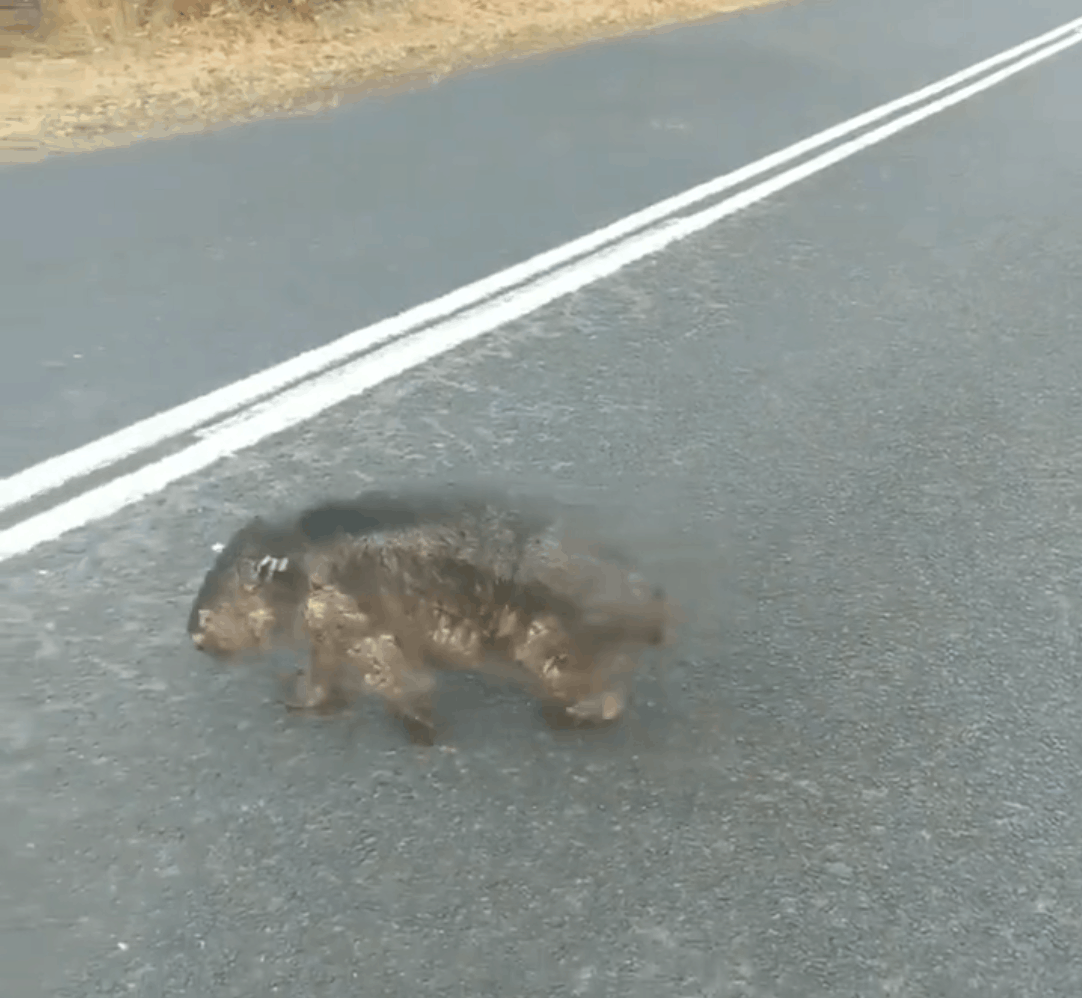Heartbreaking – Burnt wombat searches for food on road in Australia as wildfires continue
