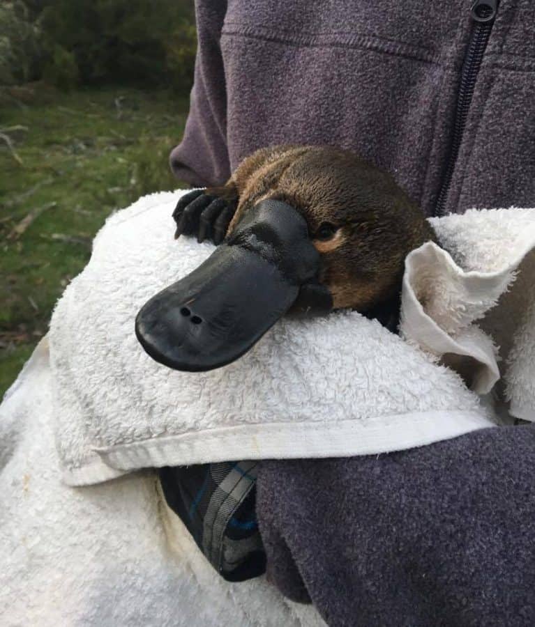 Duck-billed platypus on brink of extinction due to climate change