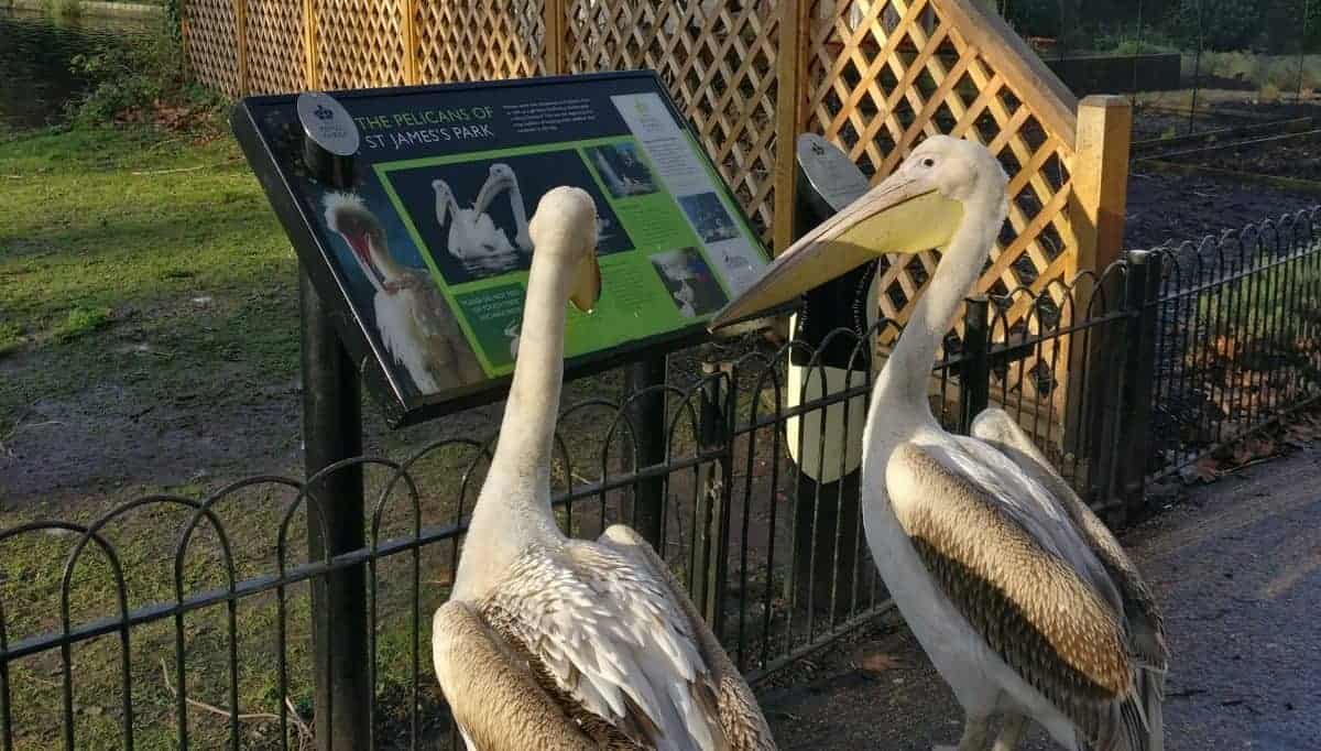 Majestic pelicans caught on camera ‘reading’ information sign about THEMSELVES