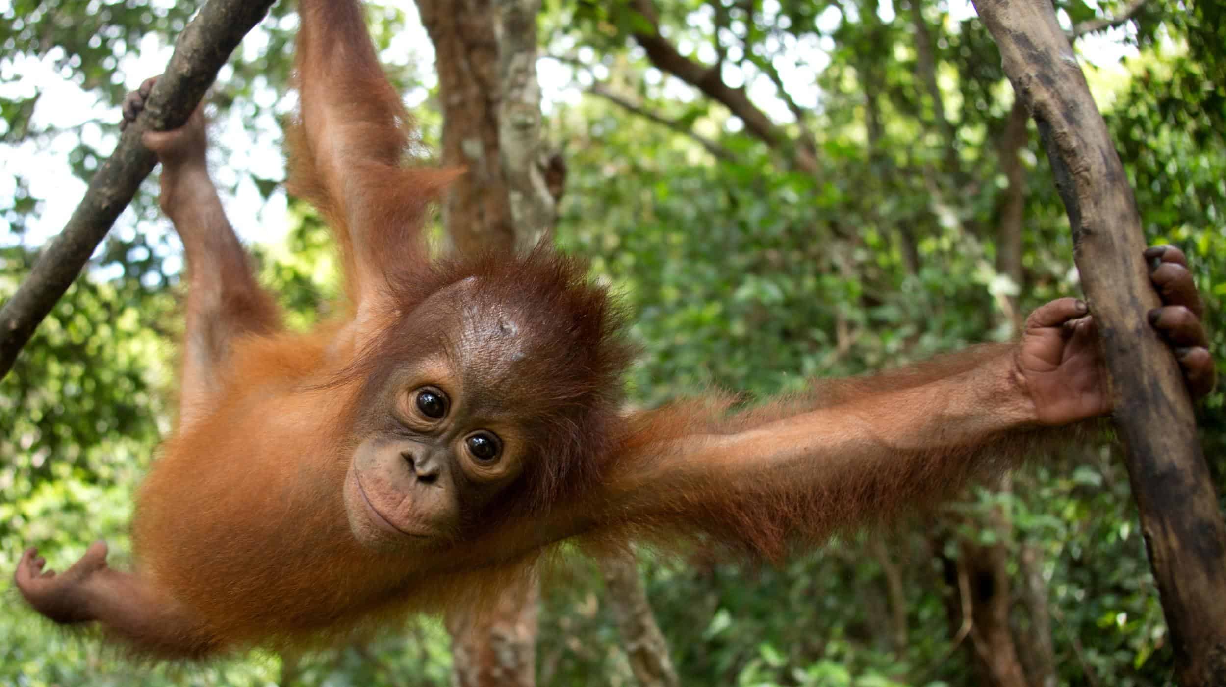 British food companies still using palm oil irresponsibly named and shamed