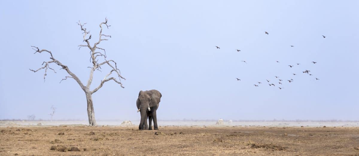 Heartbreaking photos of elephants fighting for survival after years of abnormally hot weather