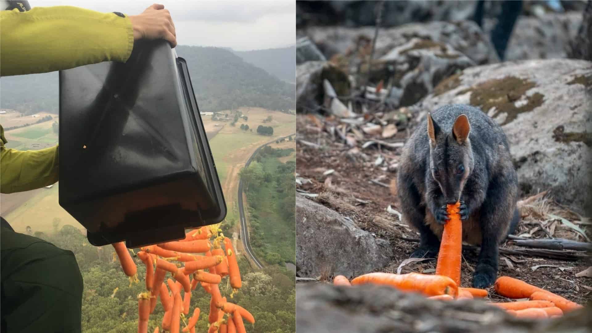 Vegetables dropped from sky in Australia for fire-affected wallabies