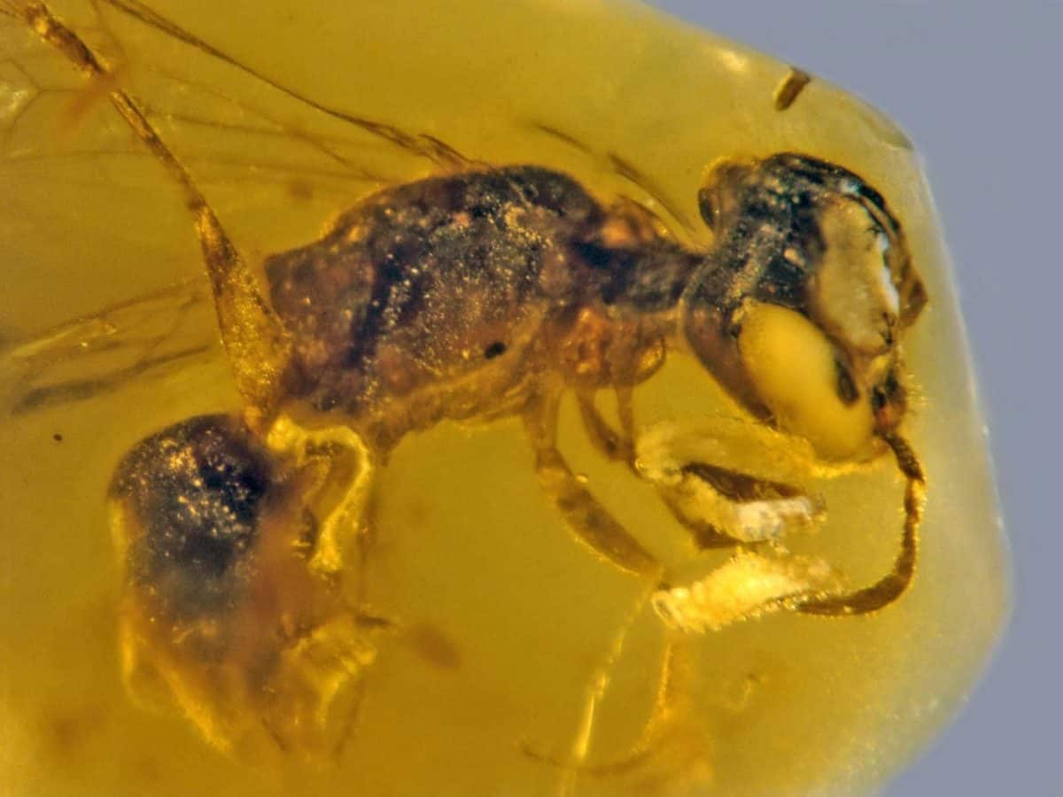 100 million year old bee trapped in amber is oldest ever evidence of pollination, scientists say