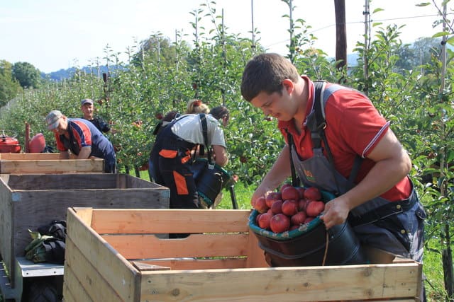 Brits called upon to pick fruit this summer as overseas labour dries up