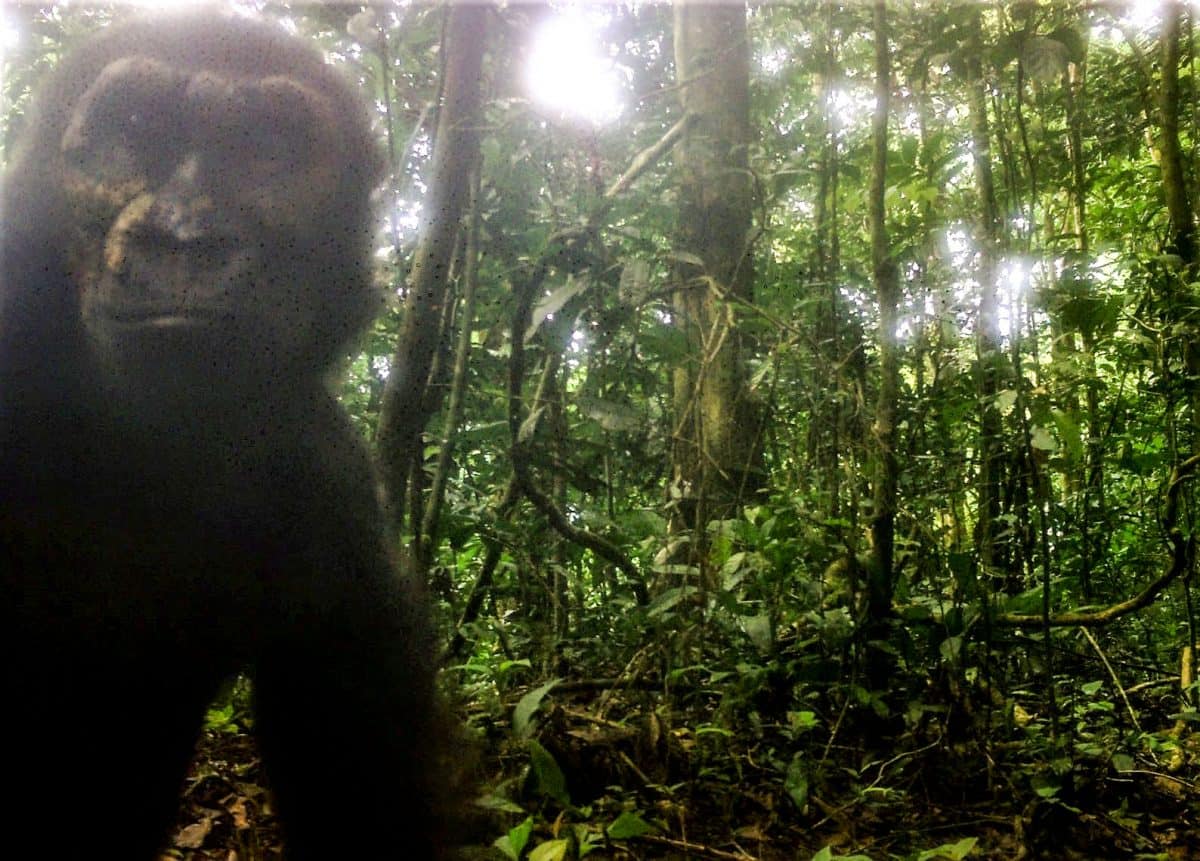Amazing photos show gorillas deep in jungle home – for first time in over decade
