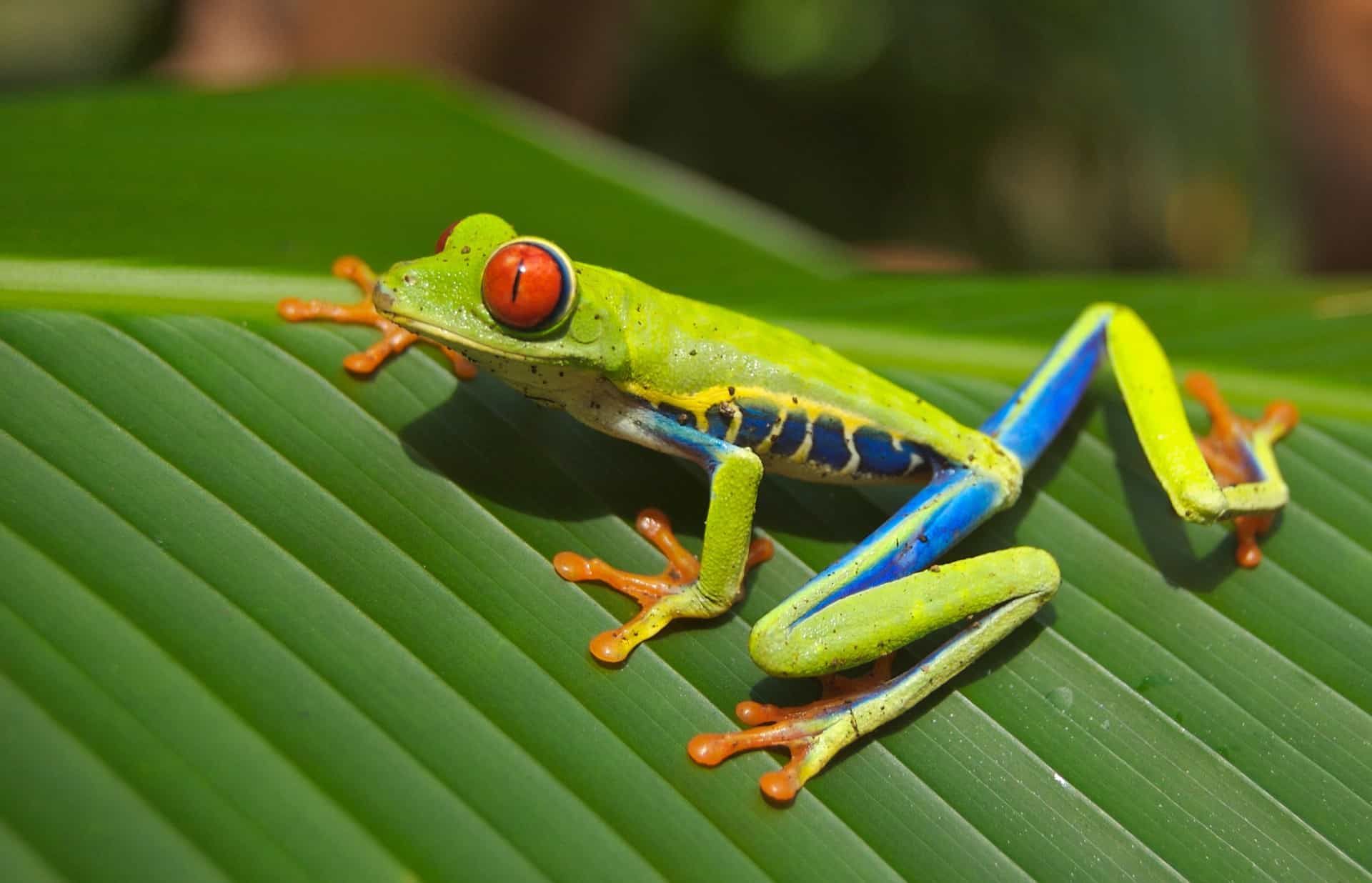 Sloths, deadly snakes and sleeping birds: A night walk in Costa Rica