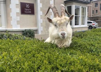 Handout photo dated 30/03/20 taken with permission from the Twitter feed of @AndrewStuart of the goats which have taken over the deserted streets of Llandudno, north Wales, where the residents are in lockdown during the coronavirus pandemic.