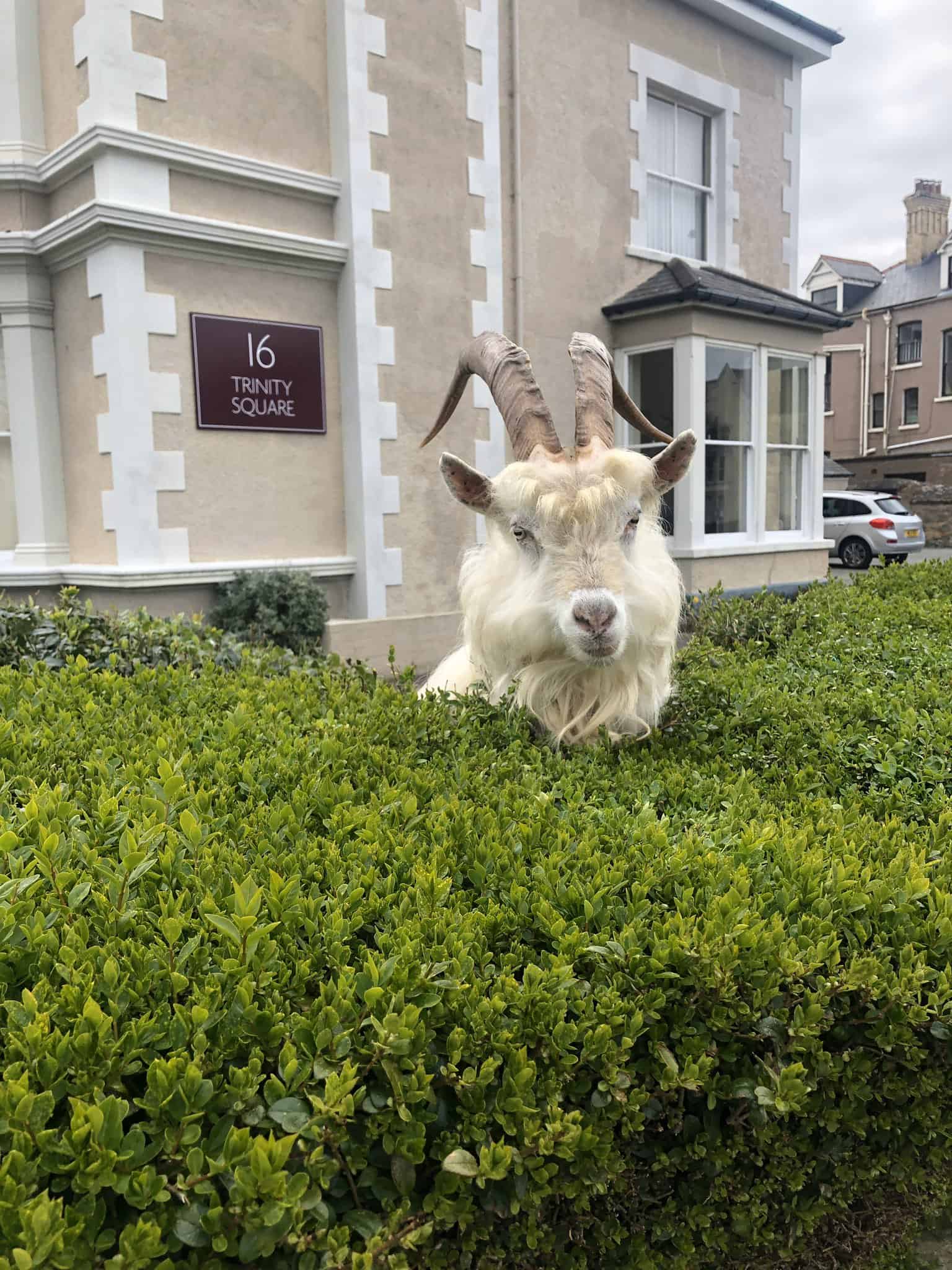 Mountain goats take over deserted streets in seaside town