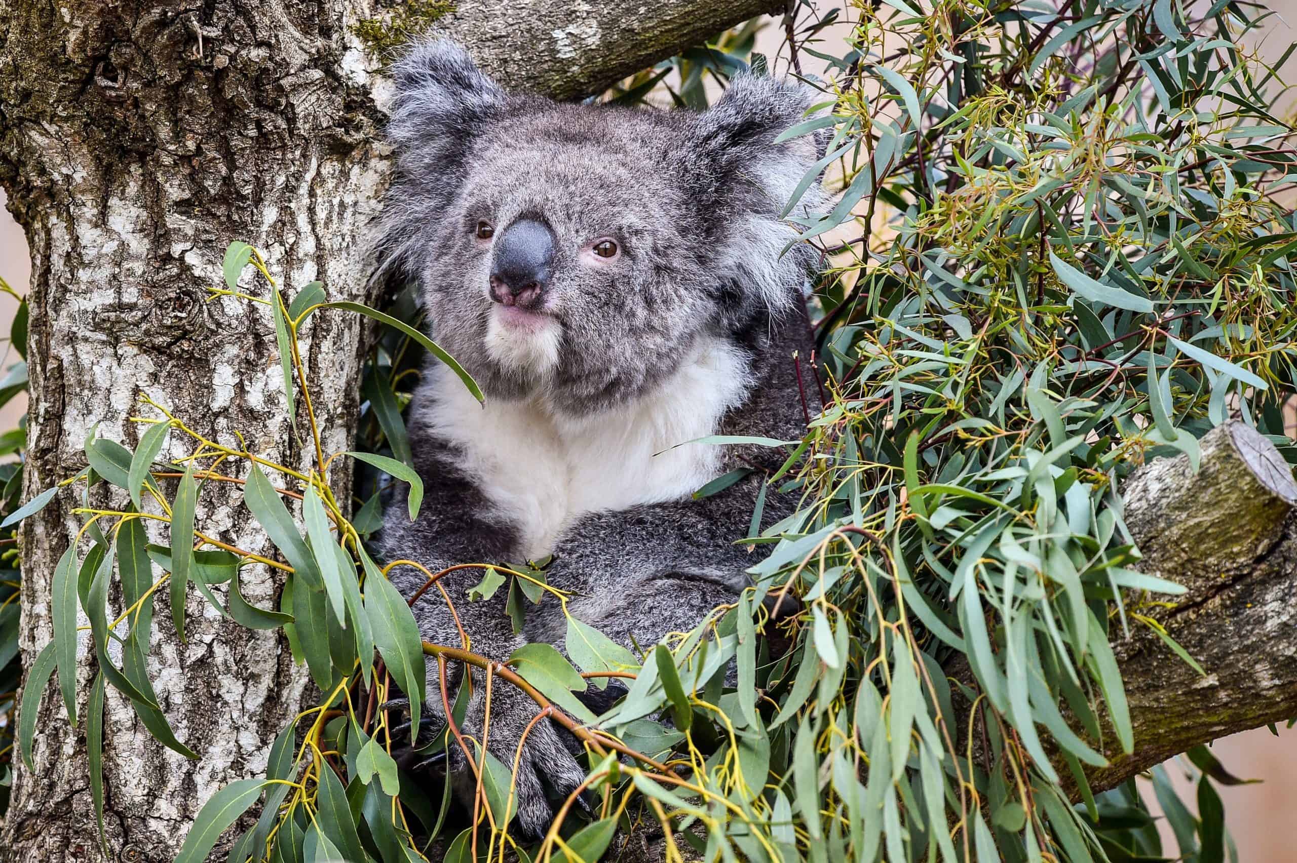 Australia bushfires caused thousands of koala deaths in New South Wales