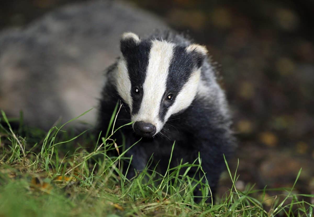 Phasing out of badger culls promised as cattle TB vaccine set to be deployed