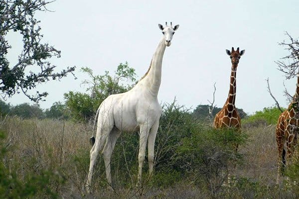 Kenya’s only female white giraffe and her calf killed by poachers