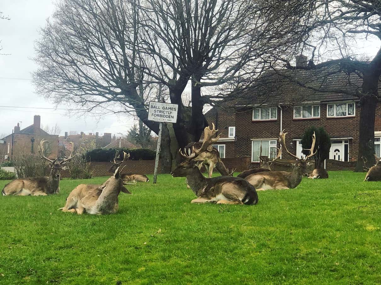 Video – Herd of deer have made their home on London estate