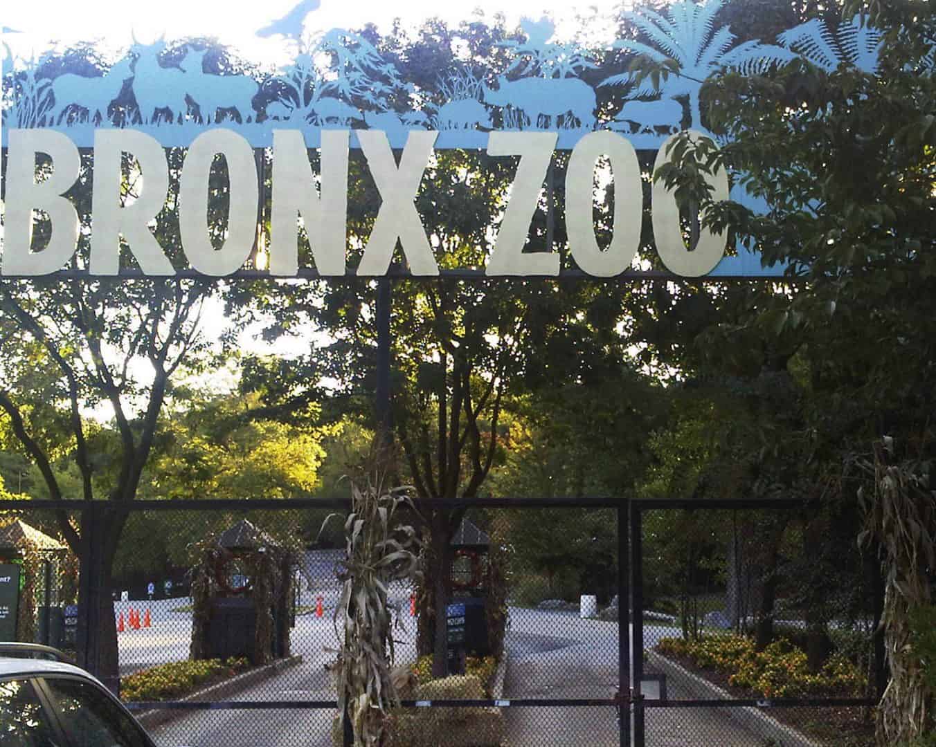 Tiger at zoo in New York tests positive for coronavirus