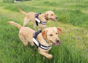 Environet's Detection Dogs - TLE Property
