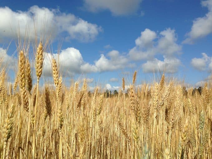 BlackRock Throgmorton Trust – Separating the wheat from the chaff