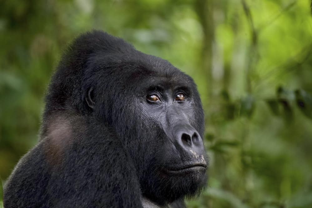 Man who killed Uganda gorilla Rafiki jailed for 11 years
