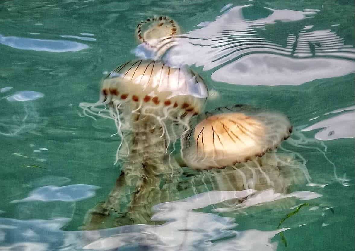 Britain’s beaches are being invaded by jellyfish
