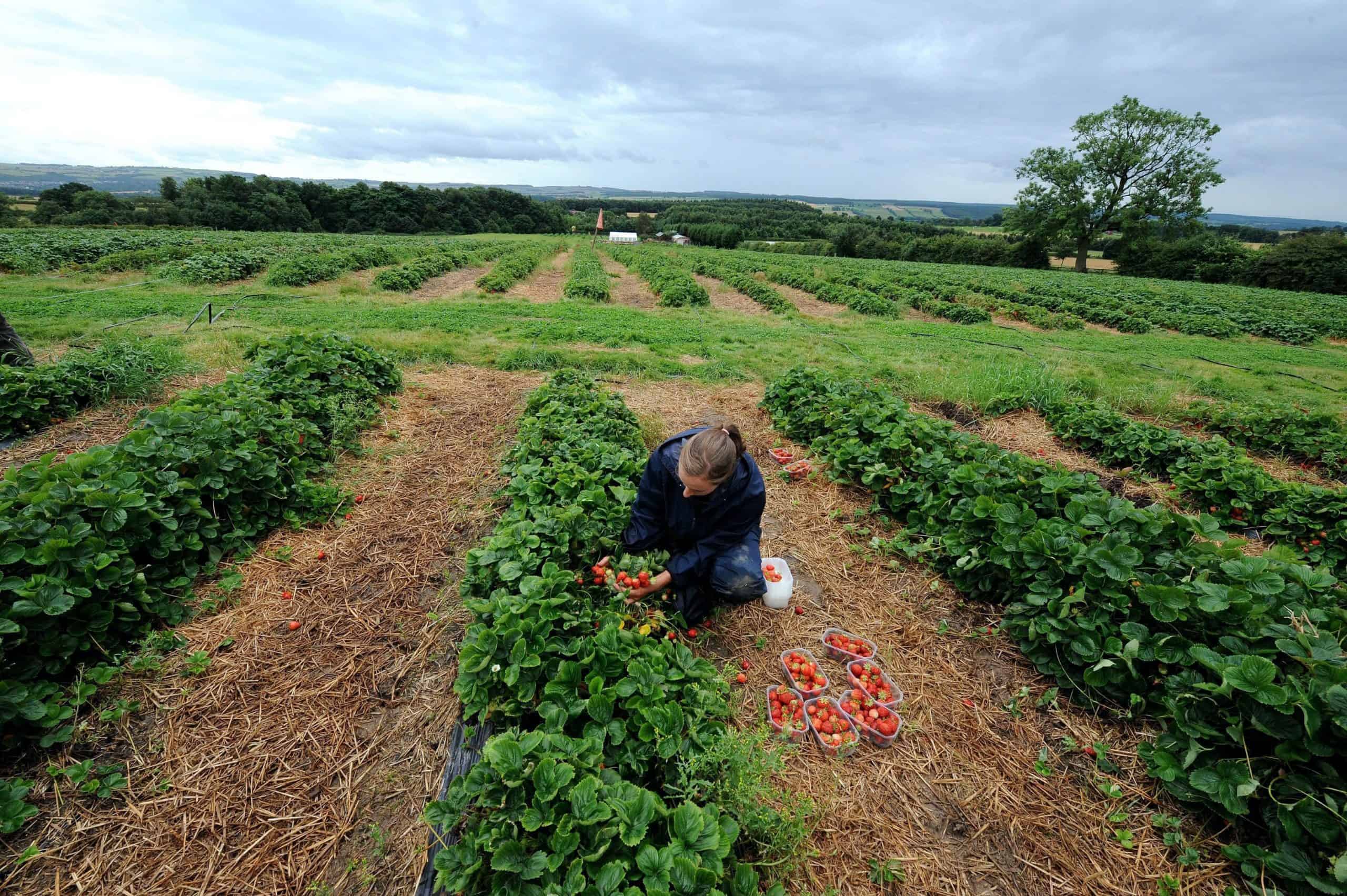 British fruit pickers 44% less productive than migrant workers