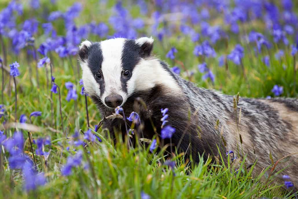 Badger culling rolled out to 11 new areas despite Government pledge to phase it out