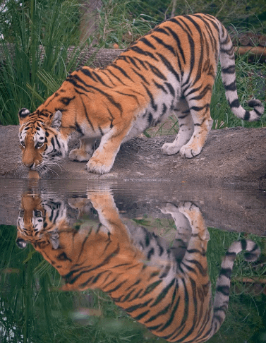 UK’s first tiger enclosure with viewable pool opens to public