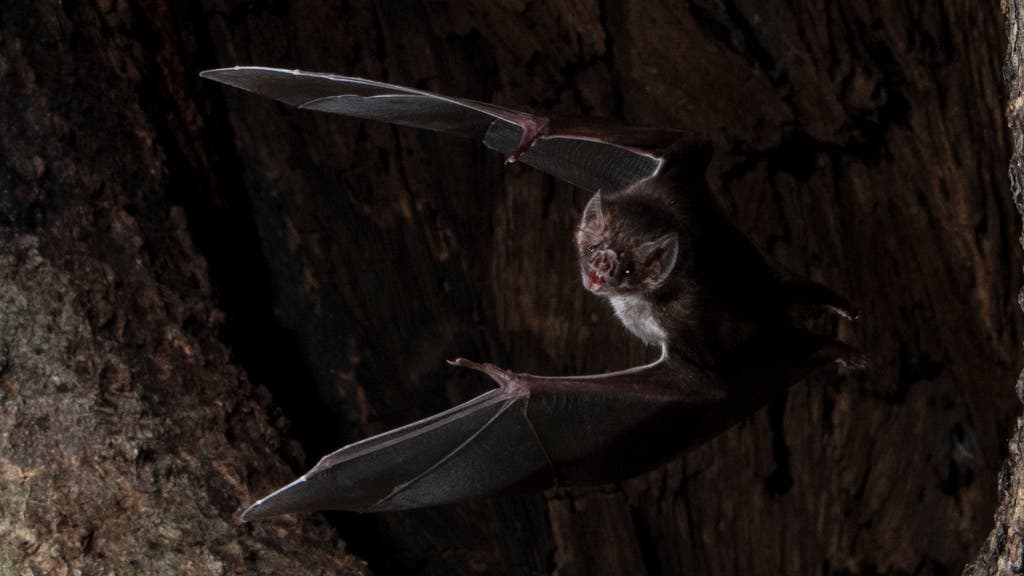 Bats socially distance when they are sick, study suggests