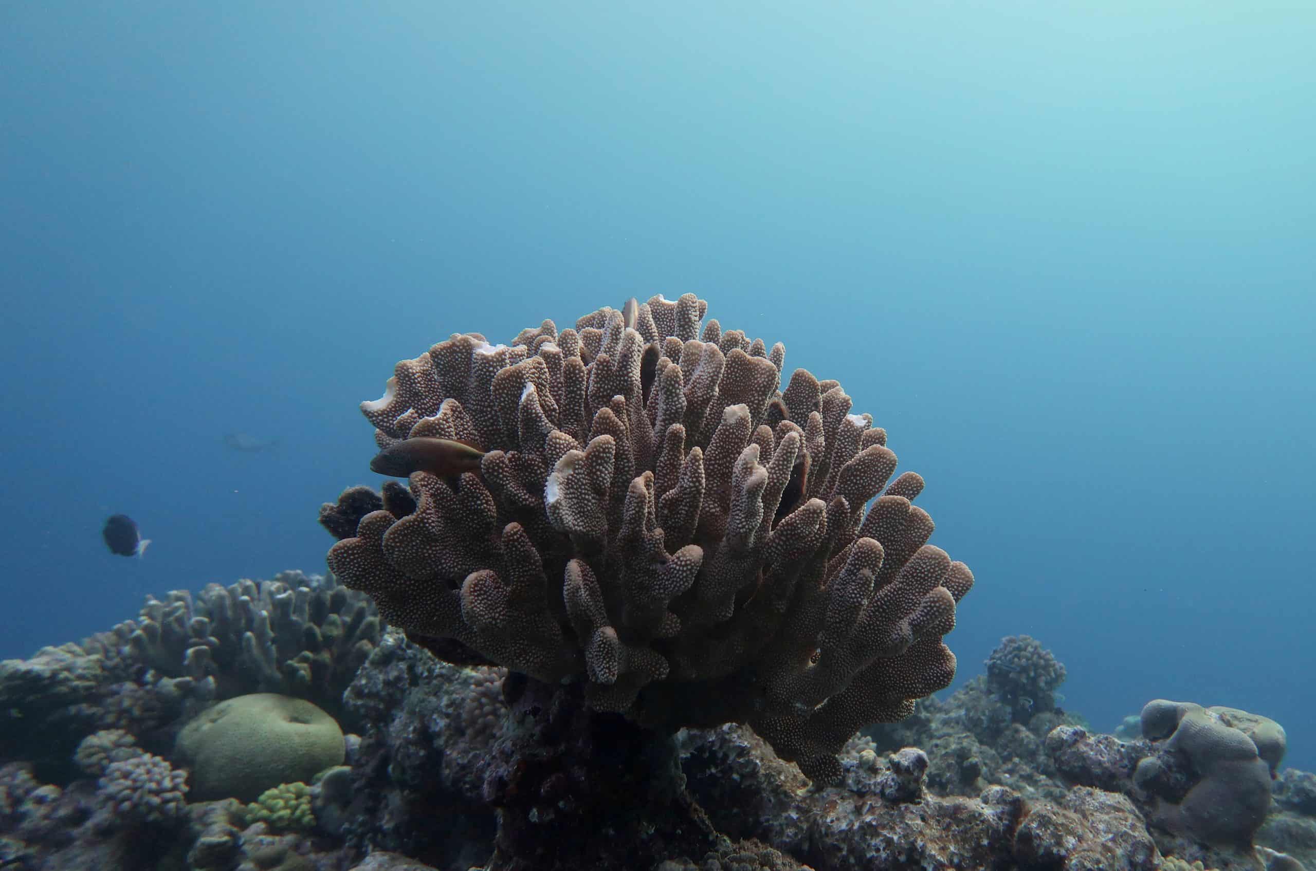Great Barrier Reef ‘lost more than half its corals in the last 25 years’