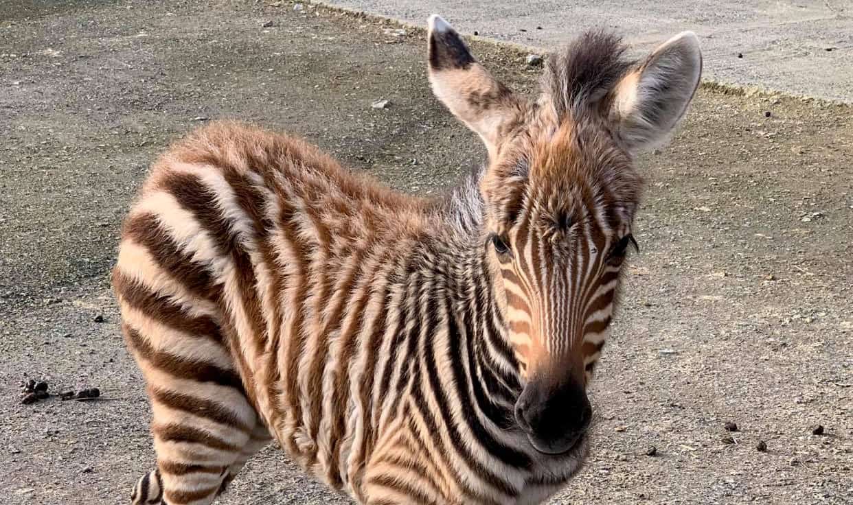 Zebra born during lockdown and named ‘Hope’ to raise spirits has died after it was scared by firework