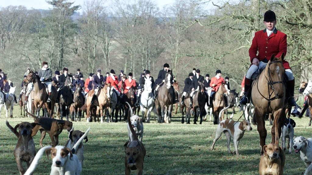 Devon and Cornwall police launch investigation into fox hunters following leaked webinars