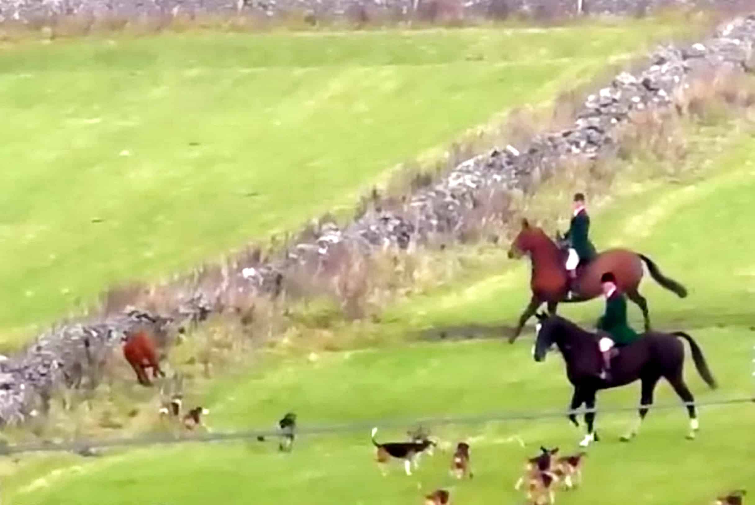 Video: ‘Deeply stupid and cruel’ as Calf filmed running for it’s life from hunt hounds