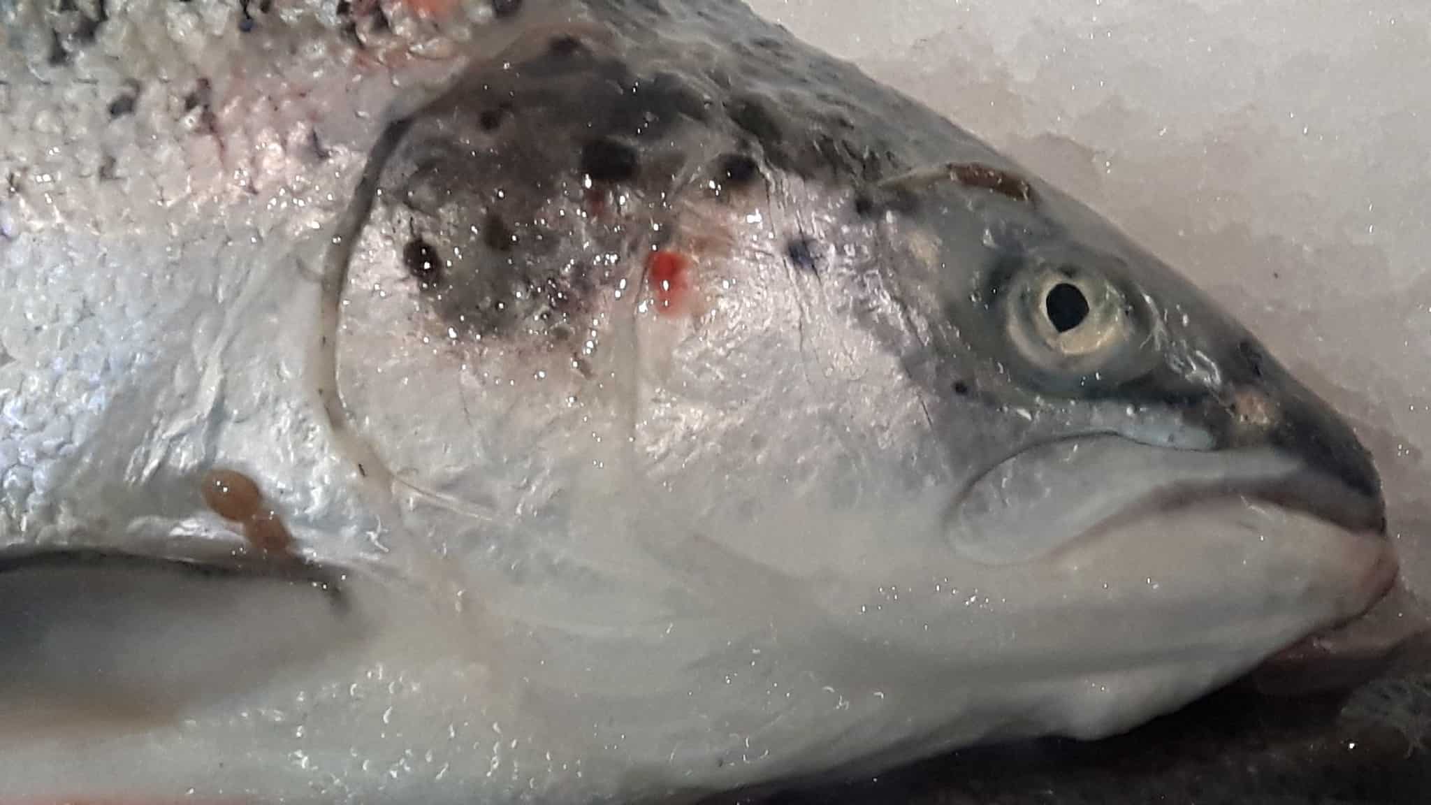 Video – There’s something fishy about farmed Scottish Salmon that might turn your stomach