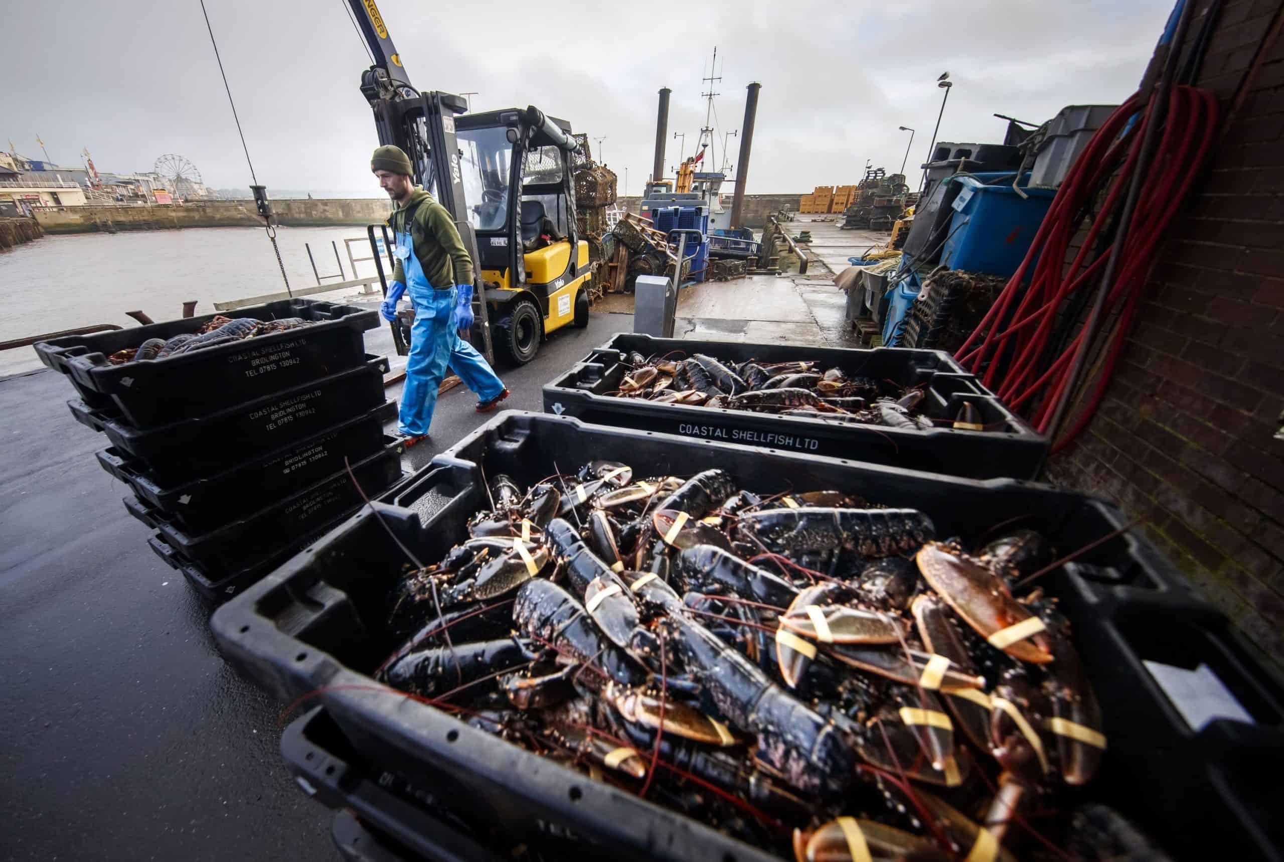 Fishing industry could be ‘destroyed’ without customs changes, MPs warn