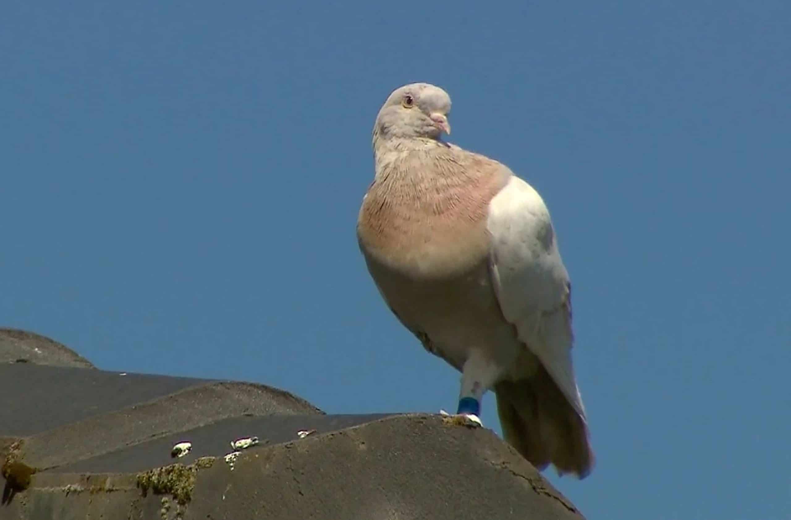 ‘It sounds harsh to the normal person’ – Australia plans to kill pigeon that crossed Pacific from US