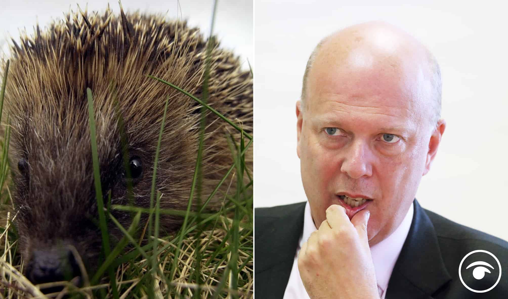 Reactions as ‘Failing’ Grayling promises to protect hedgehogs