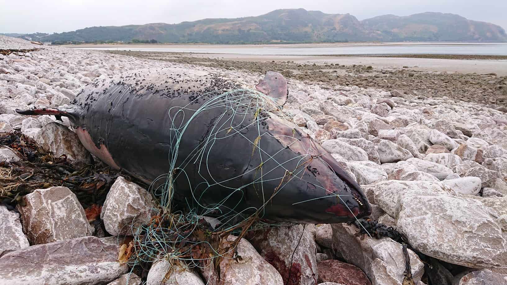 ‘Unseen suffering and death’ – Action urged to prevent fishing gear deaths of porpoises, dolphins and whales