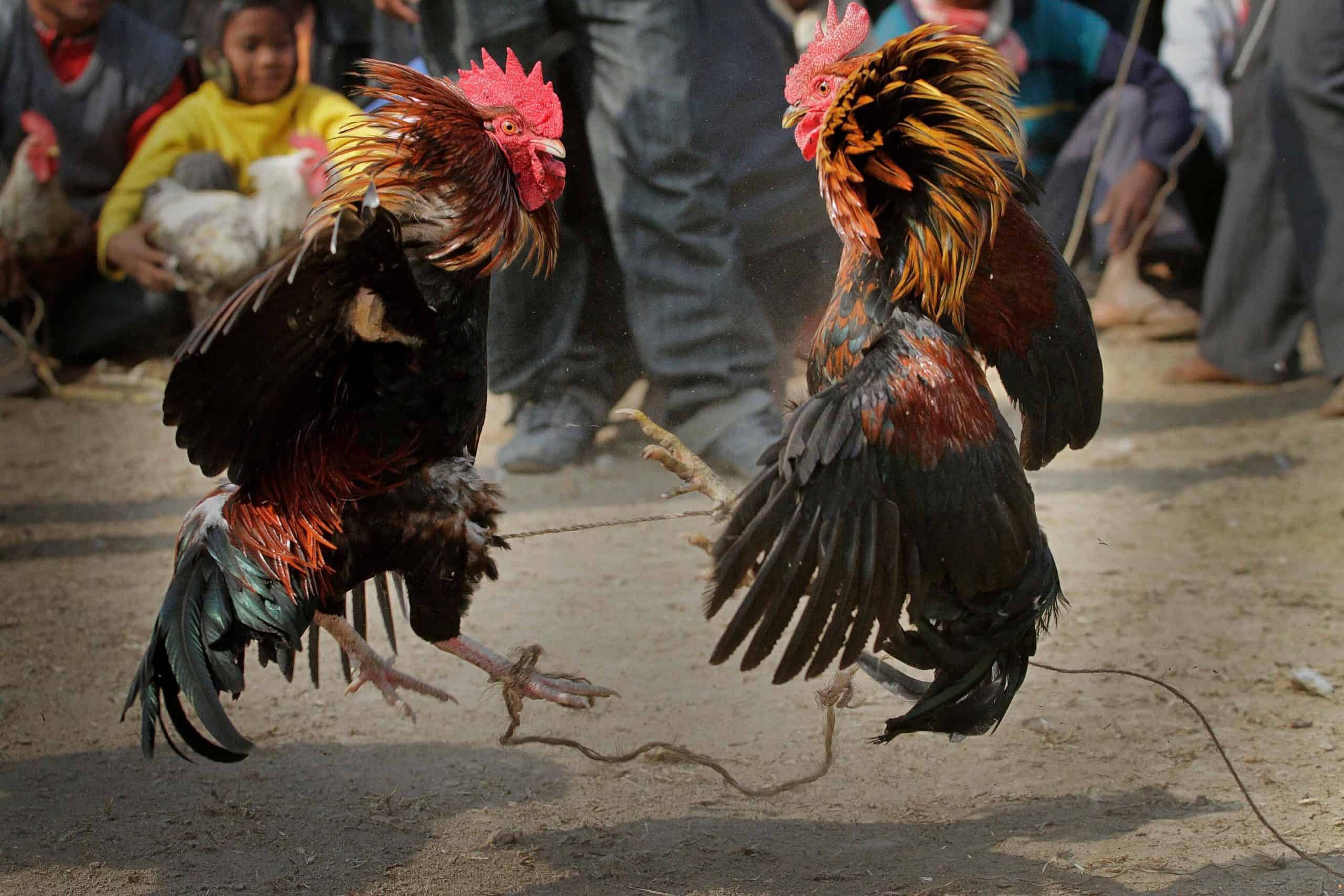 Rooster cuts man’s groin and kills him at illegal cockfight and a lot of people said same thing