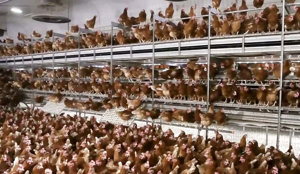Watch – Hens from free range Happy Egg suppliers ‘suffering in misery’ in filthy, crammed and overcrowded sheds