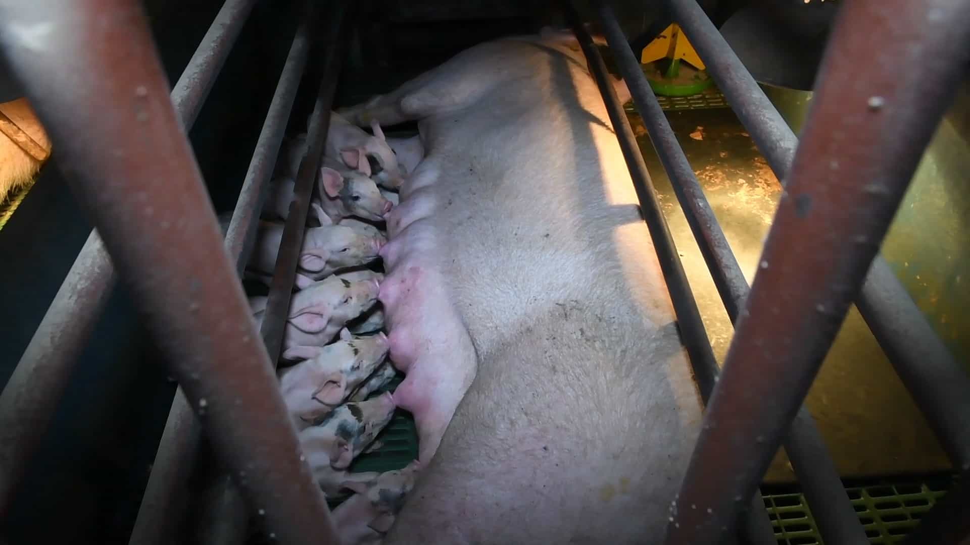 The miserable reality for over 200,000 of Britain’s mother pigs