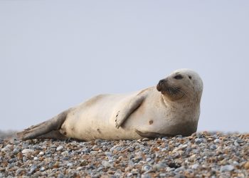 A common seal at Blakeney Point on the Norfolk coast - Credit;PA