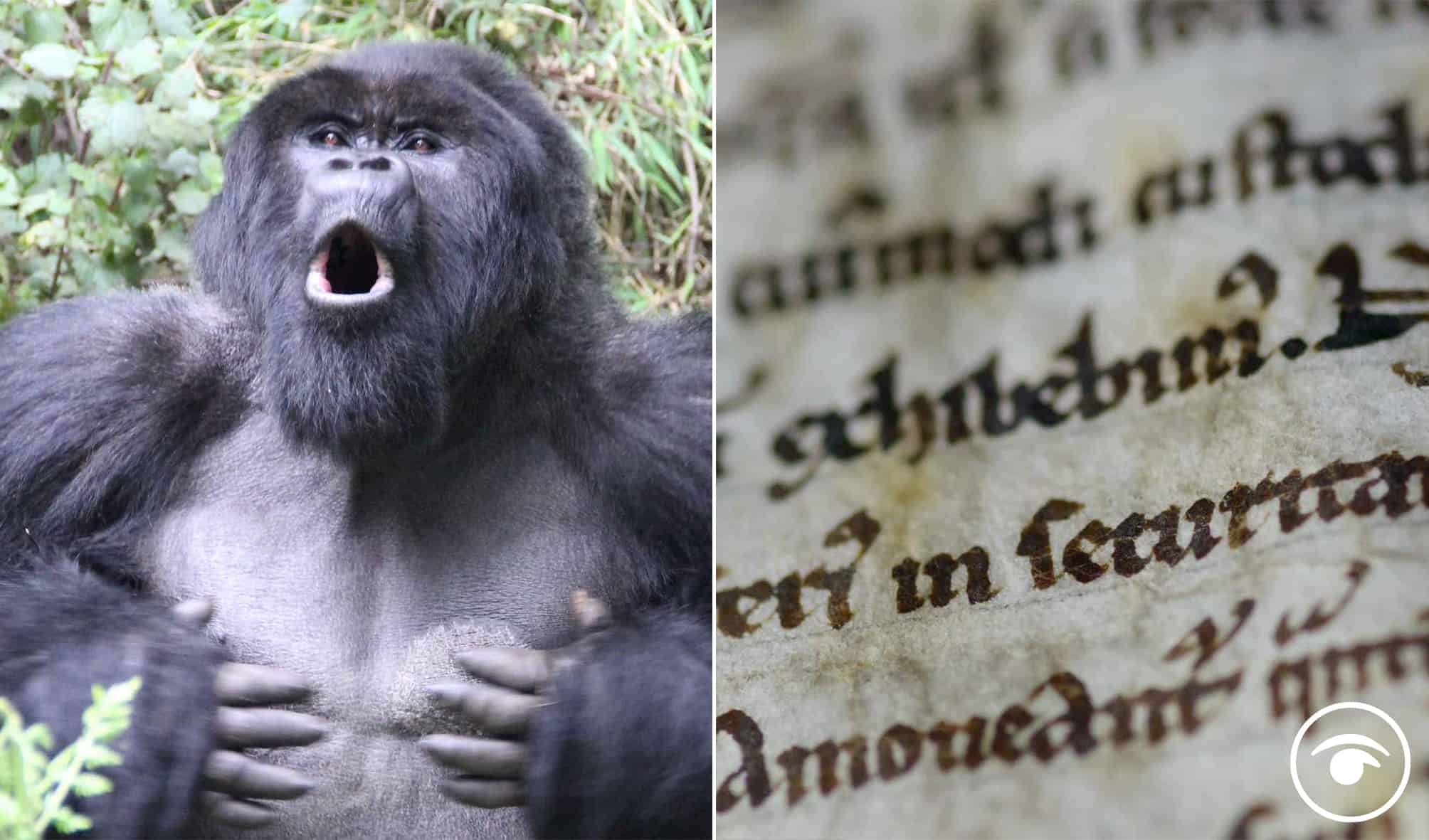Watch – Caller wants to use Magna Carta to stick James O’Brien in a gorilla cage