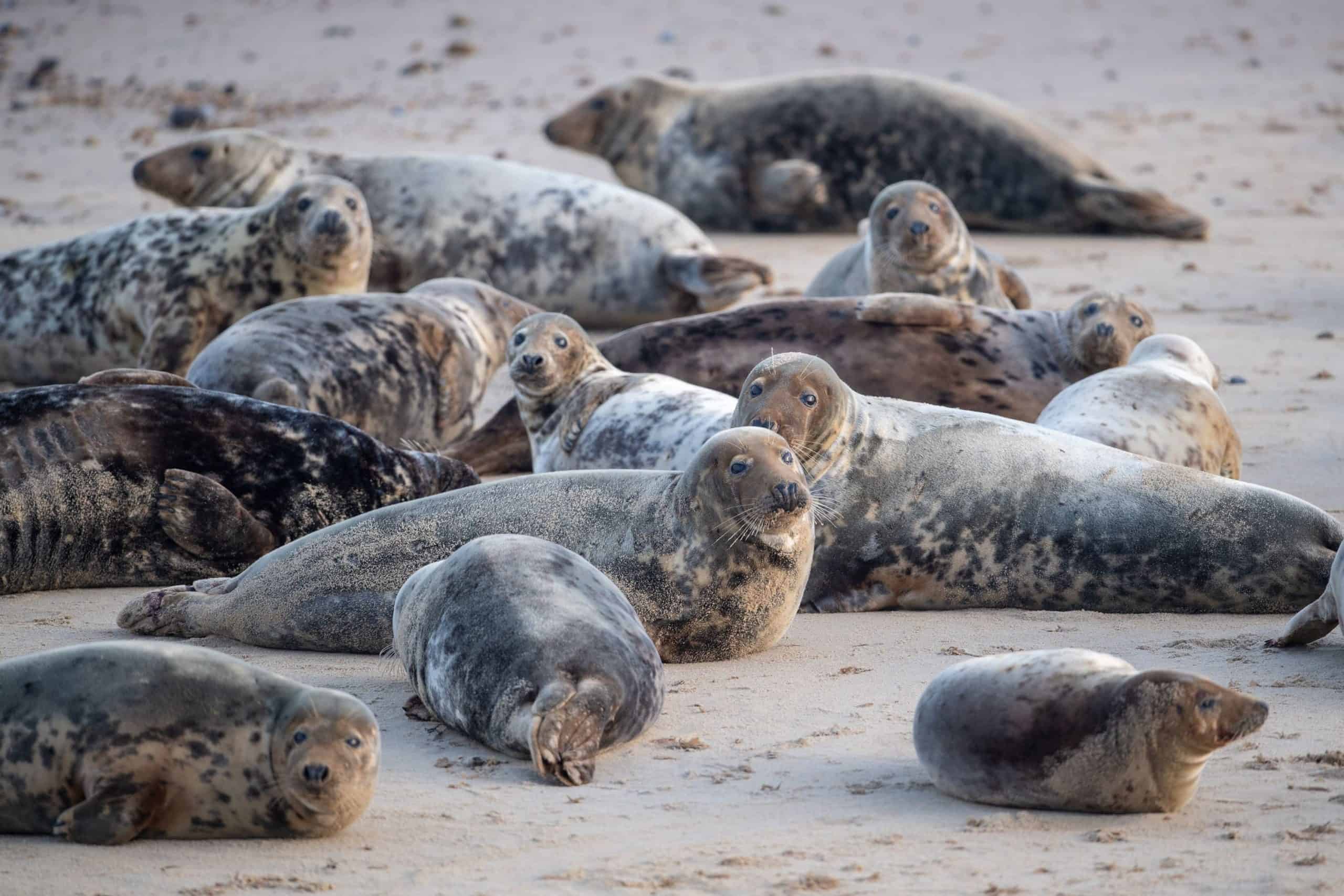 After deadly dog attack near Thames, coastal visitors urged to give seals space
