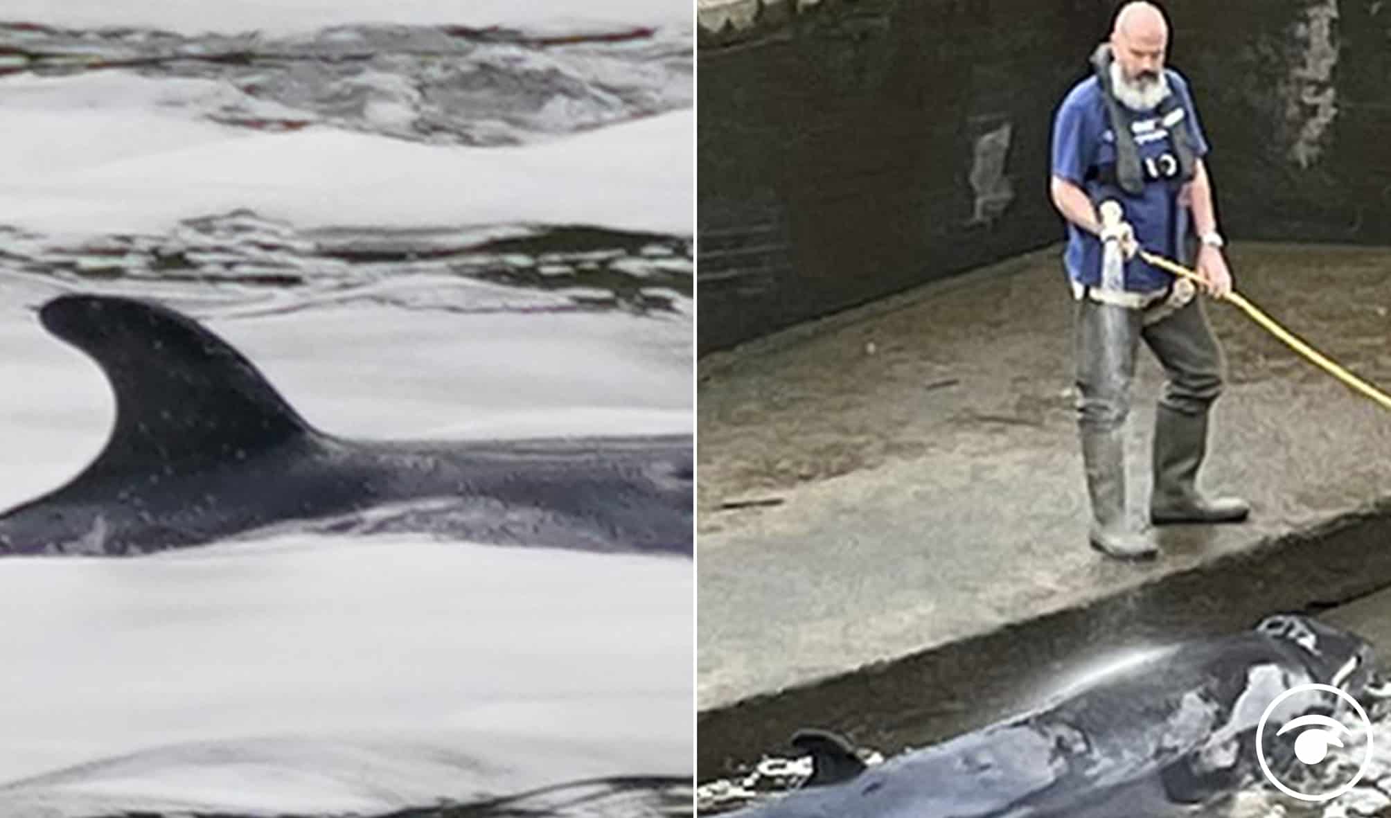 Watch: Whale freed after becoming stranded still in River Thames