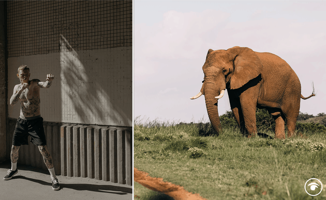 EIGHT per cent of Americans think they could beat an elephant in a fight