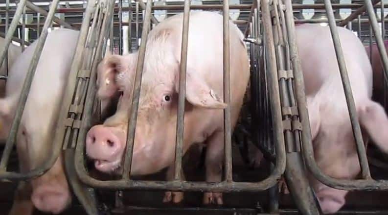 European Parliament backs move to make cages for farmed animals a thing of the past