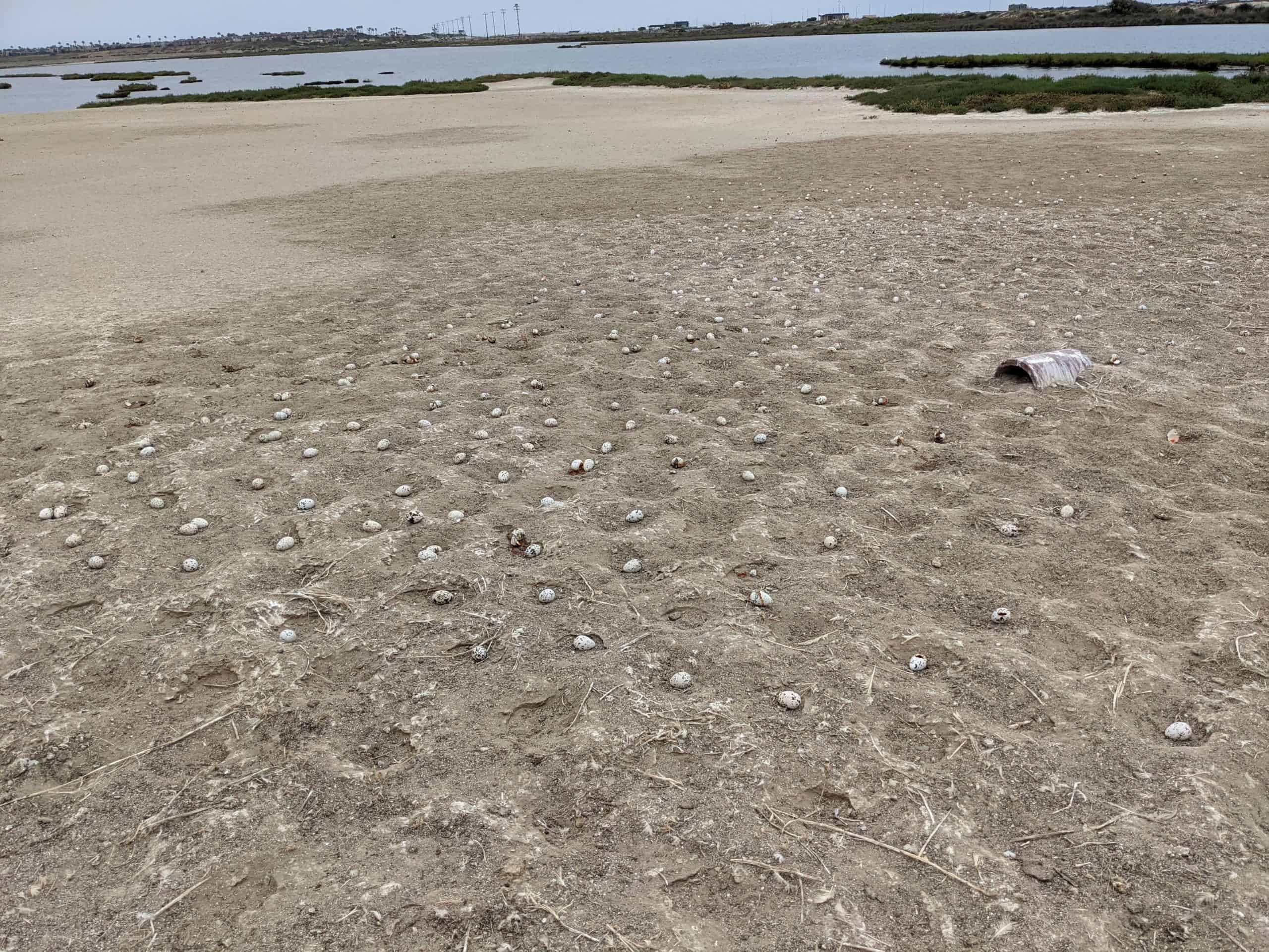 3,000 eggs abandoned after drone scares birds leaving sand littered with egg shells