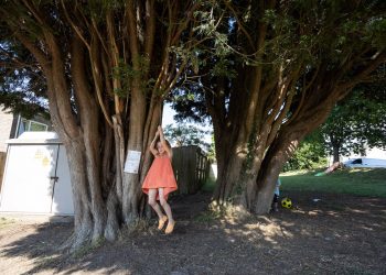 Rowan, 5, plays under the pair of trees. Credit;SWNS