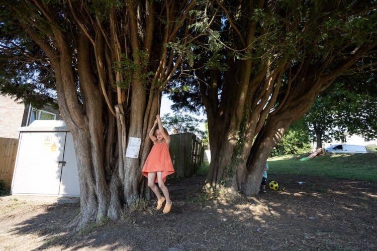 Rowan, 5, plays under the pair of trees. Credit;SWNS