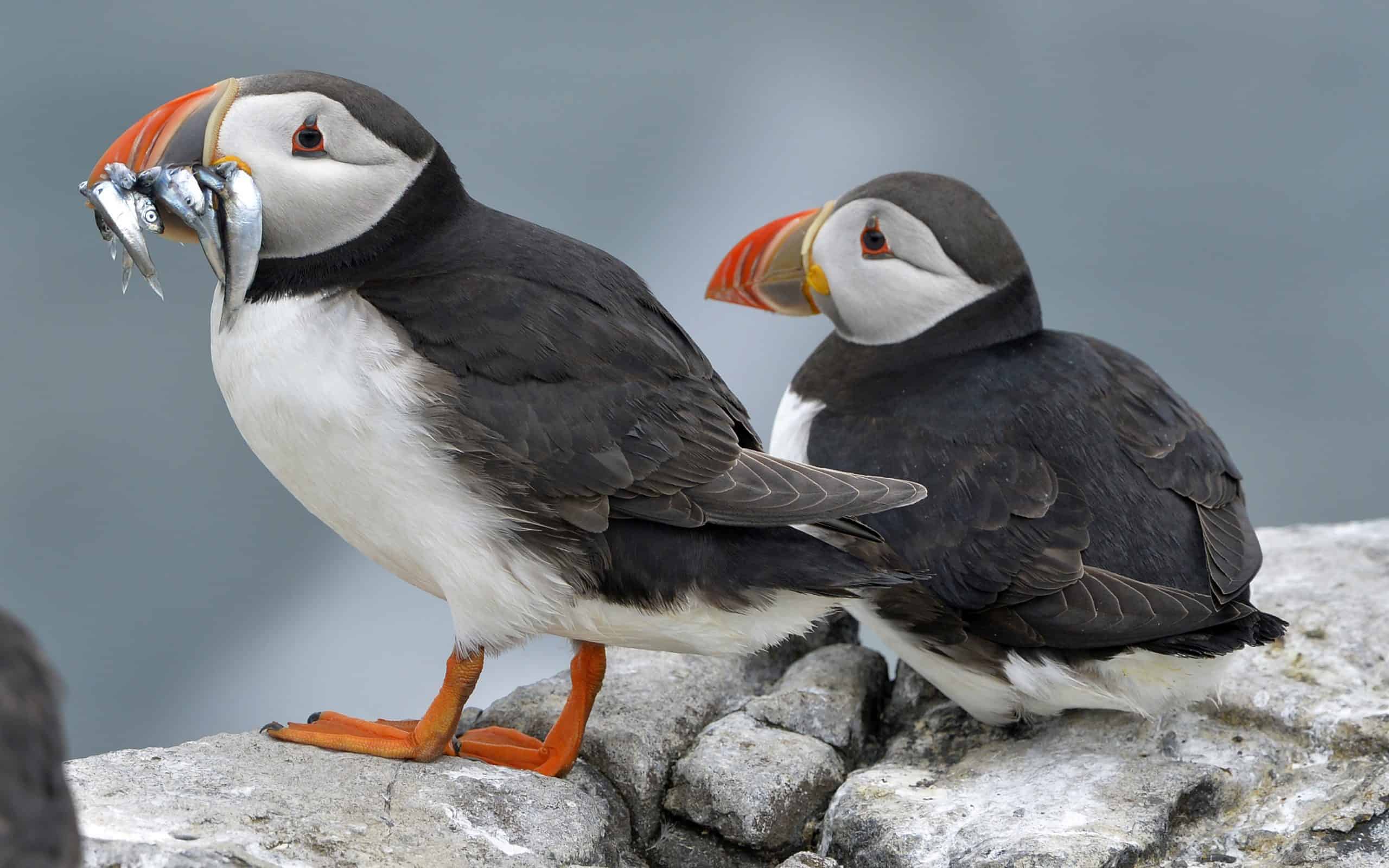 ‘Threat to marine biodiversity:’ Plastic found in thousands of seabird nests across Europe