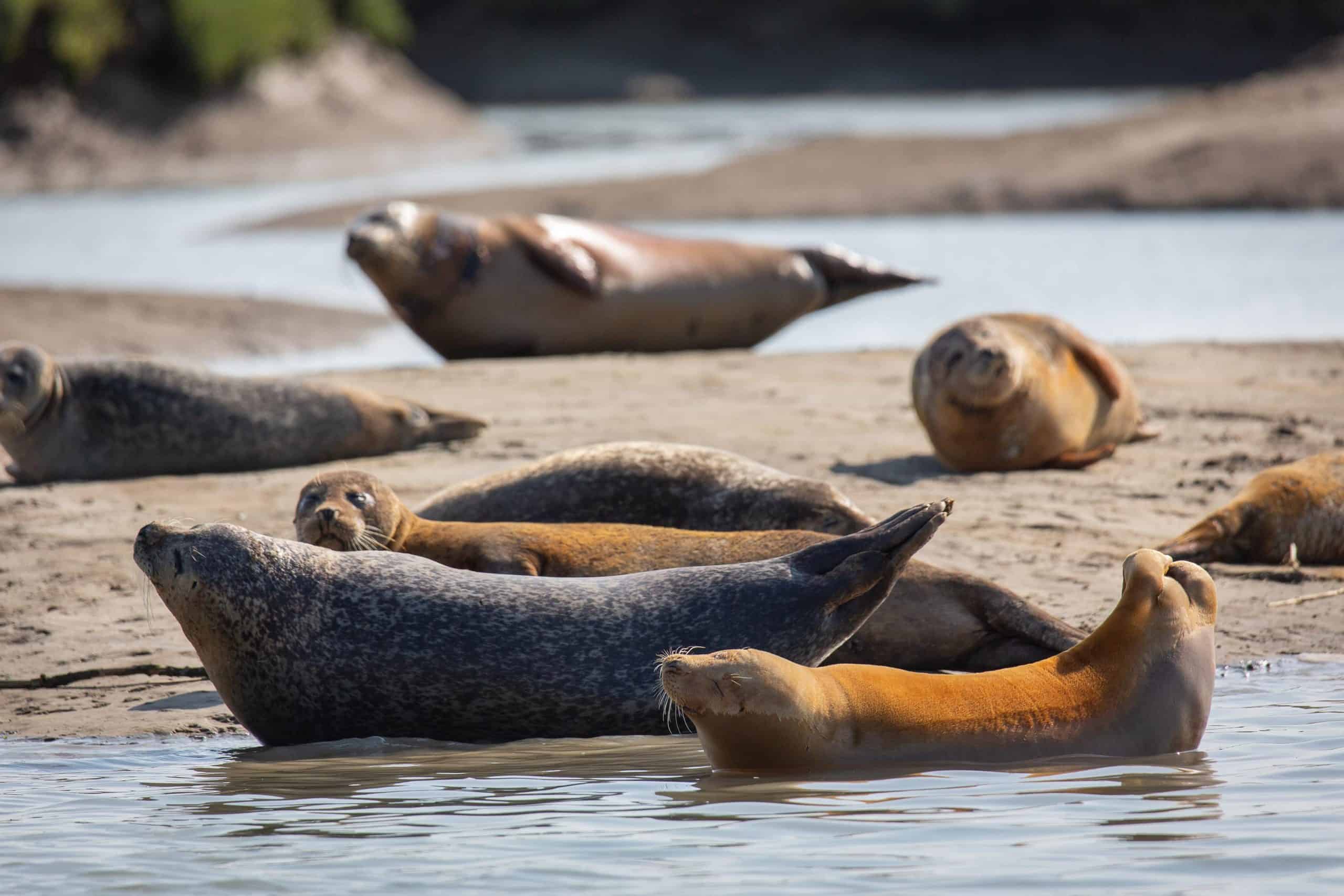 Watch: Seal numbers show Thames ‘full of life’ but they face number of threats